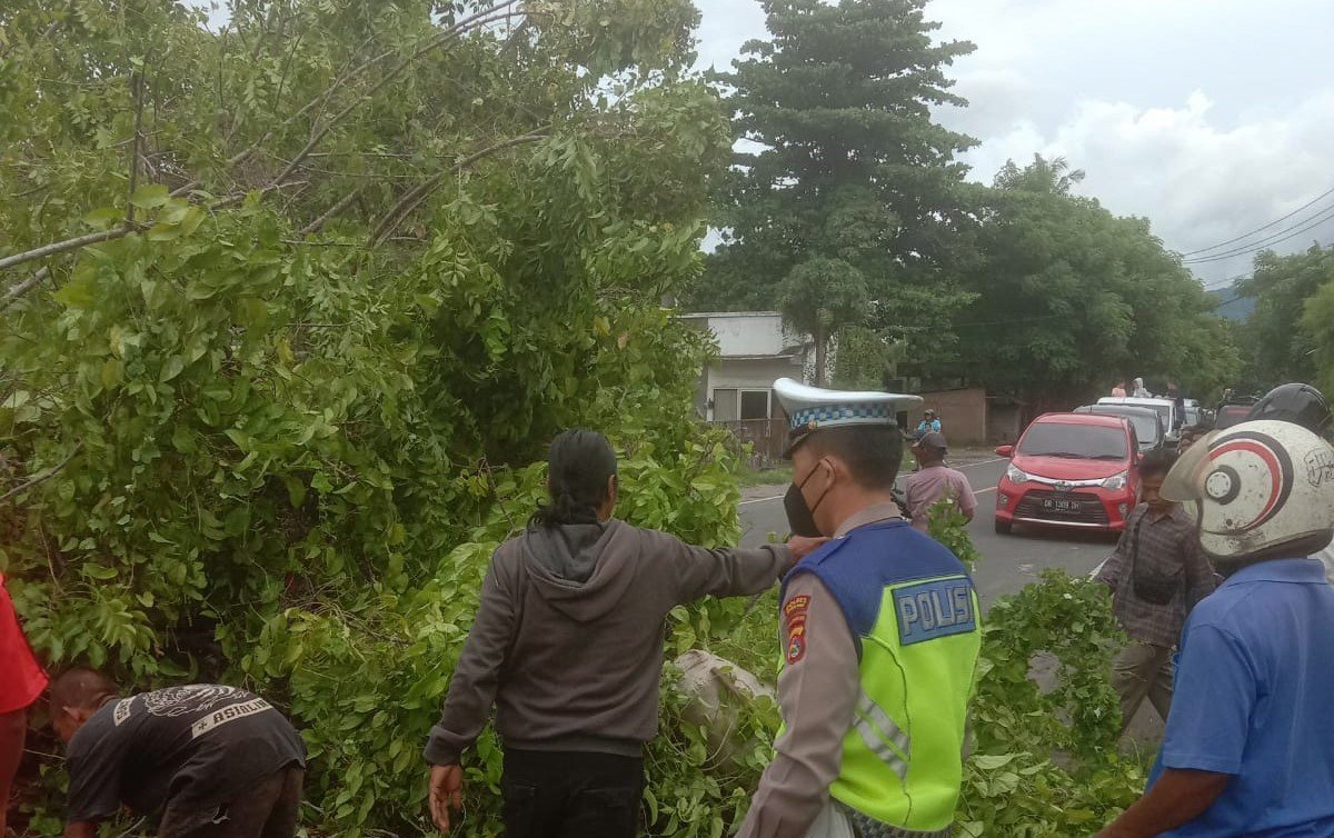 Perampingan Pohon di Jalan Raya Senggigi