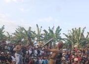 Peresean: Ajang Unjuk Kebolehan Pepadu, Lestarikan Budaya Sasak di HUT Desa Cendi Manik