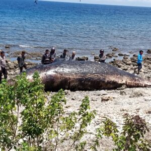 Polsek Wera Evakuasi Bangkai Paus Sperma Terdampar di Pantai Nangawera