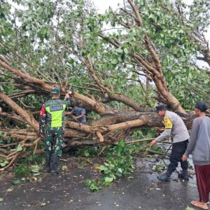 Cuaca Ekstrem Terjang Sekotong, Lombok Barat: Pohon Tumbang & Gelombang Pasang