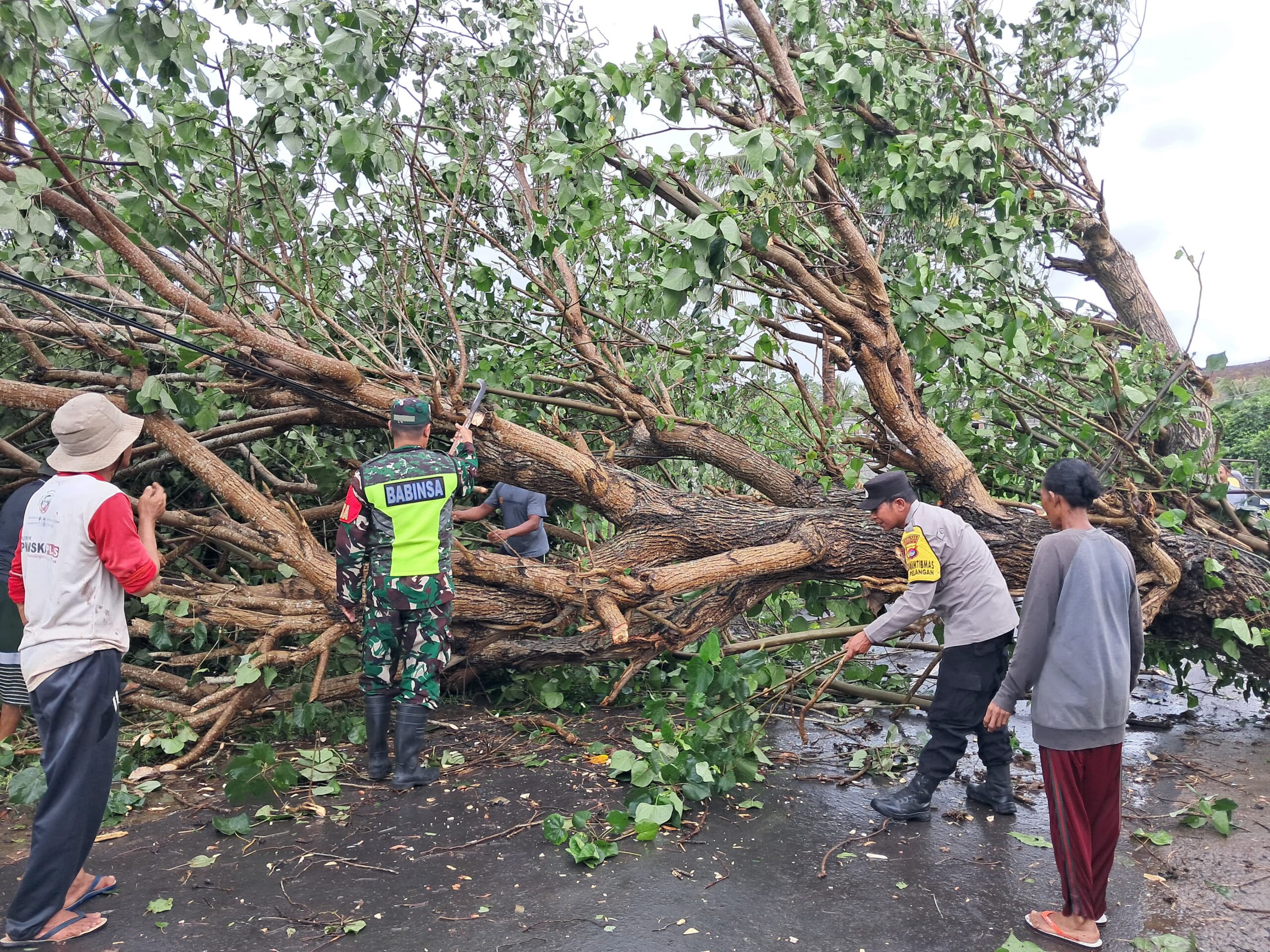 Cuaca Ekstrem Sekotong, Pohon Tumbang & Gelombang Pasang Terjang Dua Desa