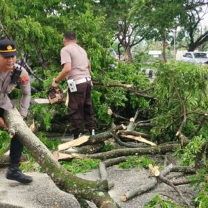 Pohon Trembesi Tumbang, Lalu Lintas Kuripan Terhambat Akibat Cuaca Ekstrem