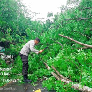 Gerak Cepat Polsek Buer Dan Masyarakat Evakuasi Pohon Tumbang Yang Tutup Jalan