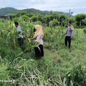 Bhabinkamtibmas Desa Hu’u Bantu Warga Panen Jagung, Dukung Program Ketahanan Pangan Nasional