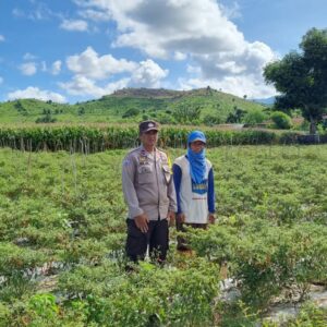 Bhabinkamtibmas Polsek Kilo Laksanakan Kegiatan Ketahanan Pangan Program 1 di Desa Kramat