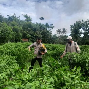 Dukung Ketahanan Pangan, Bhabinkamtibmas Polsek Empang Tinjau Kebun Cabai