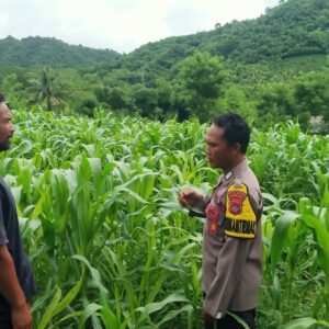 Bhabinkamtibmas Desa Lamunga Dukung Program Ketahanan Pangan dampingi petani jagung