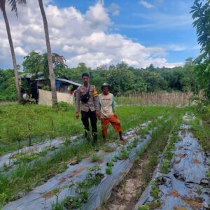 Bhabinkamtibmas Polres Bima Kota Pantau Lahan Pangan untuk Mendukung Ketahanan Pangan