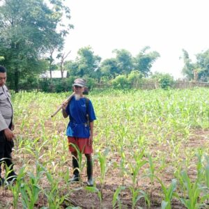 Polri Dukung Ketahanan Pangan: BKTM Desa Lepadi Lakukan Monitoring Lahan Kebun Jagung Warga