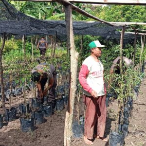 Dukung Program Ketahanan Pangan Nasional, Polsek Jereweh kembangkan pekarangan dengan tanaman bergizi