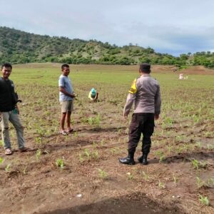 Polsek Poto Tano kawal petani jagung pastikan tercukupi kebutuhan pupuk