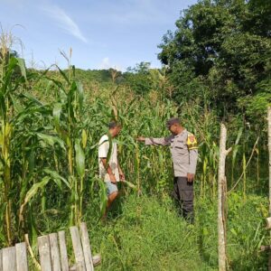 Polsek Seteluk Dukung Program Ketahanan Pangan, Pantau Perkembangan Tanaman Jagung Warga