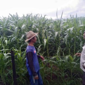 Bhabinkamtibmas Jajaran Polres Sumbawa Barat Terus Bergerak Dampingi Petani Jagung Sukseskan Ketahanan Pangan Nasional