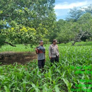 Bhabinkamtibmas Polsek Pekat Awasi Program Ketahanan Pangan Nasional di Desa Kadindi Barat