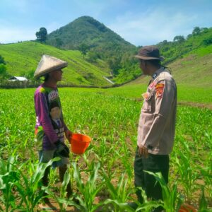 Polisi Penggerak Ketahanan Pangan Polres Sumbawa Barat Dampingi Pemupukan Jagung, Petani Optimis Hasil Panen Meningkat