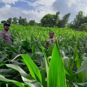Sat Binmas Polres Bima Kota Pantau Program Ketahanan Pangan di Kelurahan Jatibaru Timur