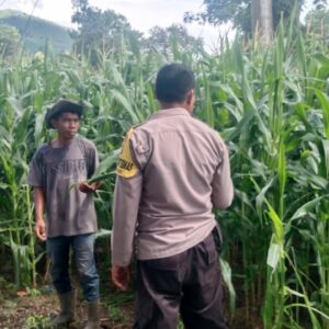 Polri Pantau Lahan Pertanian Jagung di Desa Tembalae untuk Mendukung Ketahanan Pangan Menuju Indonesia Emas 2045