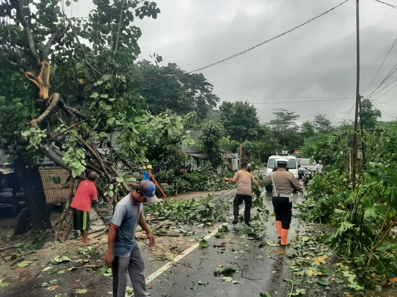 Pohon Tumbang Blokade Jalan Raya Sekotong, Polisi Gerak Cepat!