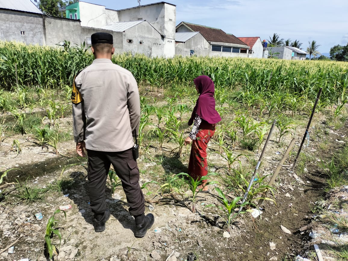 Sinergi Polri dan Petani, Lahan Kosong Jadi Lumbung Pangan di Labuapi