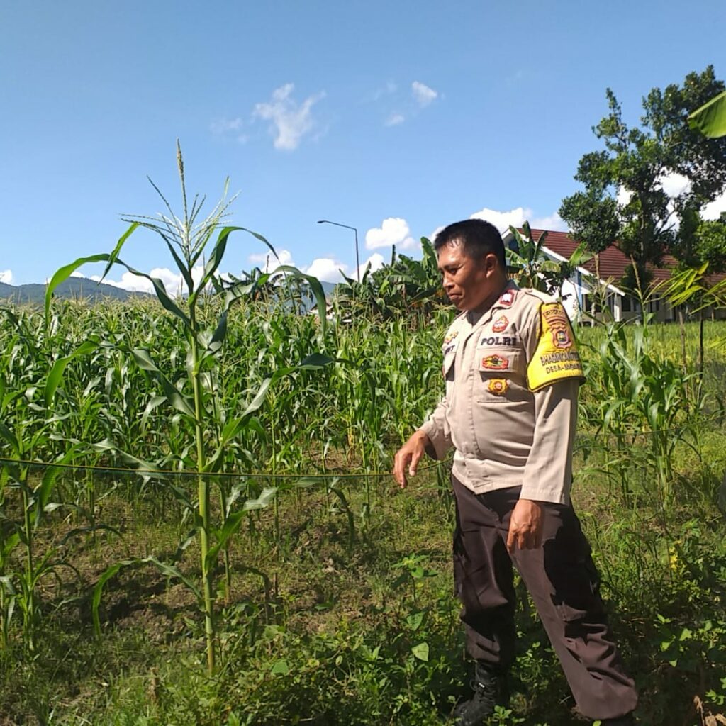 Sinergi Polri dan Warga, Polsek Kuripan Gencarkan Program Ketahanan Pangan