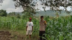 Bhabinkamtibmas Desa Lune Pantau Lahan Jagung untuk Ketahanan Pangan Nasional