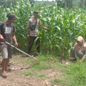Bhabinkamtibmas Dukung Petani Optimalkan Lahan Jagung untuk Ketahanan Pangan