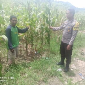Bhabinkamtibmas Desa Jambu Pantau Lahan Pertanian untuk Ketahanan Pangan Nasional