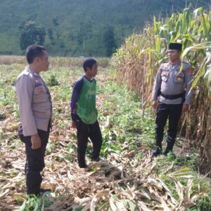 PEMANTAUAN LAHAN JAGUNG DI DESA MANGGEASI JELANG PANEN RAYA