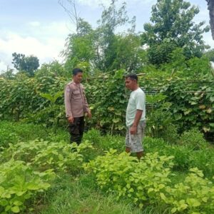 Polsek Hu’u Terus Dorong Ketahanan Pangan, Pantau Lahan Pertanian di Rasabou