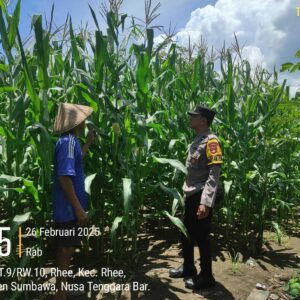 Bhabinkamtibmas Polsek Rhee Dukung Ketahanan Pangan, Cek Lahan Jagung Warga