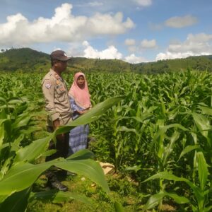 Bhabinkamtibmas Desa Ranggo Monitor Lahan Jagung dalam Program Ketahanan Pangan Nasional