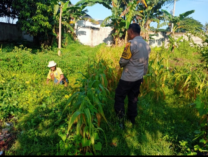 Bhabinkamtibmas Karang Bongkot Turun ke Sawah, Dukung Petani Maju!