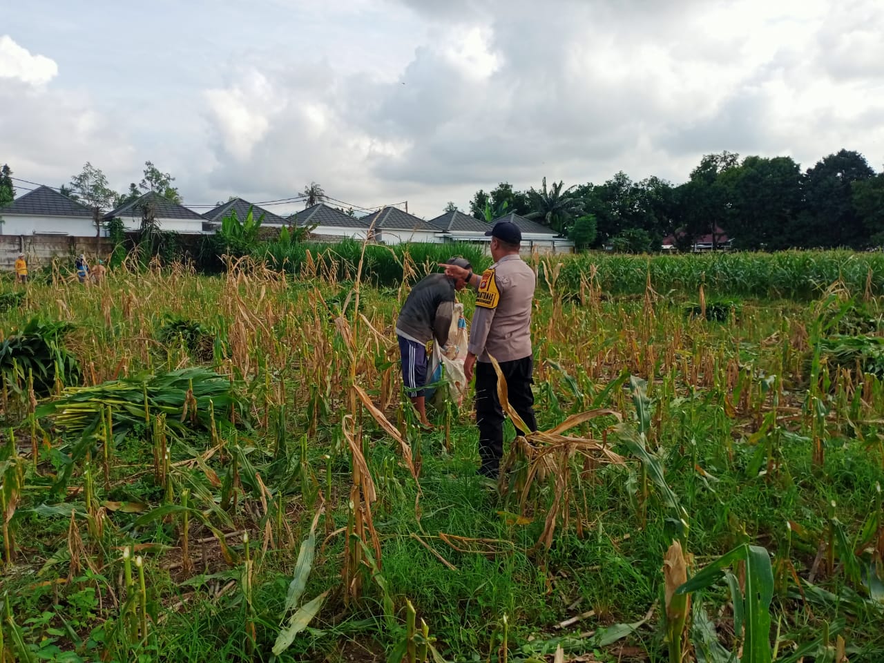 Panen Usai, Polisi Ajak Petani Tanam Lagi di Labuapi, Semangat Baru!