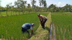 Polisi di Lombok Barat Gerakkan Ketahanan Pangan Desa