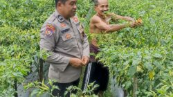 POLRES LOMBOK TENGAH PANTAU PERKEBUNAN CABAI WARGA, DUKUNG ASTA CITA PRESIDEN RI