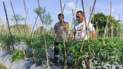 Bhabinkamtibmas Desa Gemel Polsek Jonggat Sambangi Lahan Warga Binaan Dukung Ketahanan Pangan