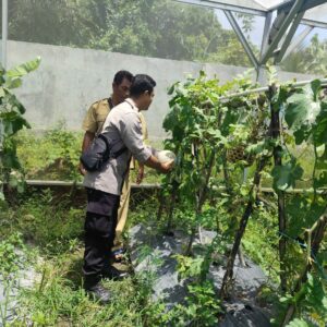 Inovasi Warga Dusun Bengkel: Pekarangan Jadi Lumbung Pangan Bergizi