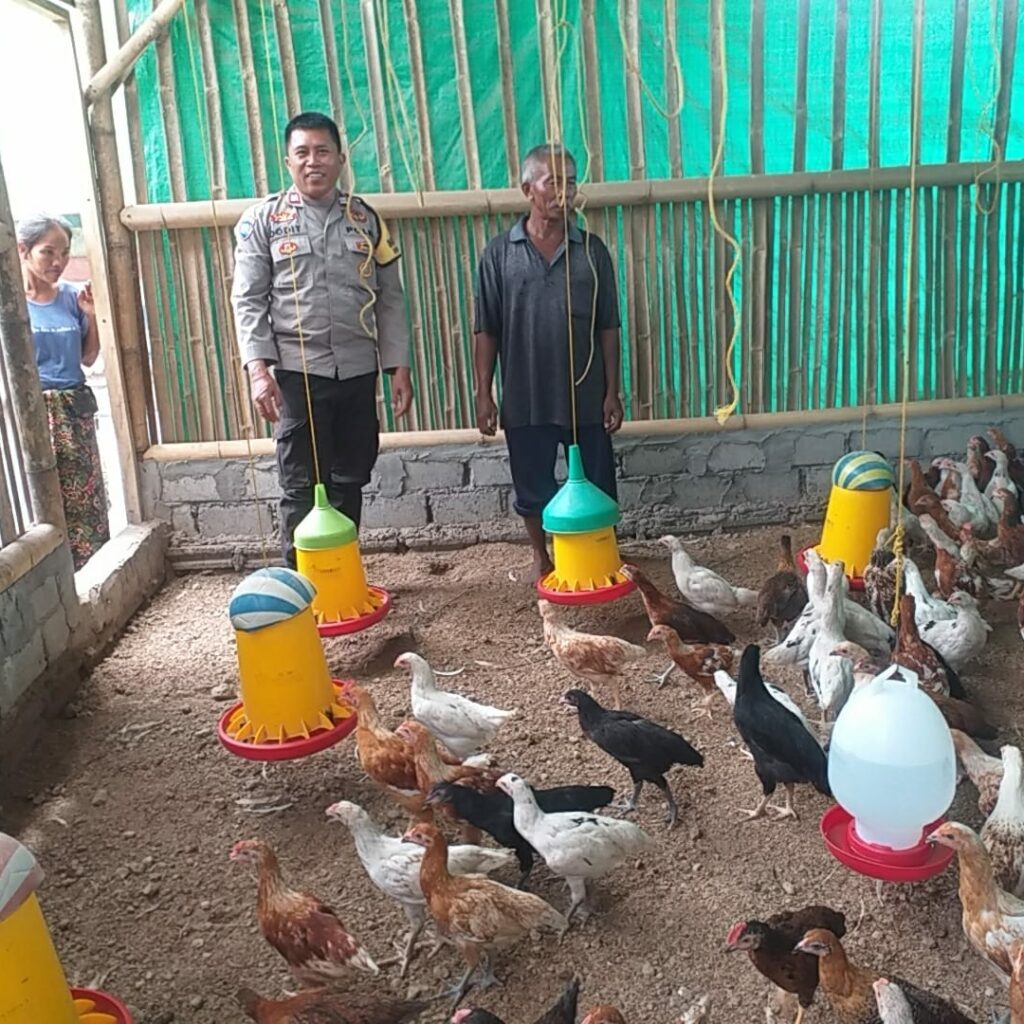 Bhabinkamtibmas Jagaraga Dukung Peternak Ayam, Jaga Ketahanan Pangan