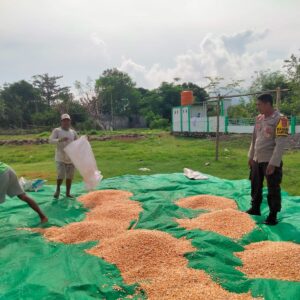 Bhabinkamtibmas Polsek Hu’u Pantau Panen Raya Jagung di Desa Cempi Jaya