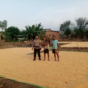 Bhabinkamtibmas Kiwu Pantau Hasil Panen Jagung, Dorong Ketahanan Pangan Nasional