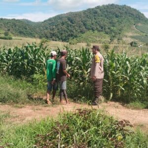BKTM Desa Taropo Pantau Perkembangan Tanaman Jagung Warga di Dompu