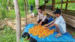 Dukung Ketahanan Pangan, Bhabinkamtibmas Desa Senayan Lakukan Pendampingan Panen Jagung