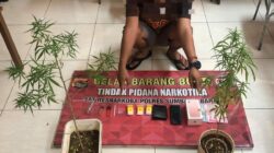 Tanam Ganja di Rumahnya, Seorang Pria Diringkus Sat Resnarkoba Polres Sumbawa Barat