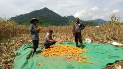 Bhabinkamtibmas Desa Mujahidin Dampingi Warga Saat Panen Jagung