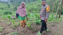 Bhabinkamtibmas Polsek Ropang Sambang dan Pengecekan Tanaman Petani Dukung Ketahanan Pangan