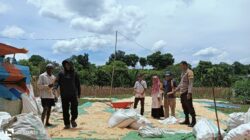 Bhabinkamtibmas Kandai Dua Pantau Panen Jagung dalam Program Ketahanan Pangan Nasional