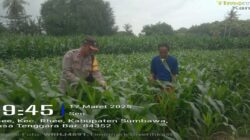 Sambangi Petani Jagung, Bhabinkamtibmas Polsek Rhee Dukung Ketahanan Pangan Nasional