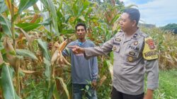 Bhabinkamtibmas Desa Kole Pantau Perkembangan Jagung dalam Rangka Meningkatkan Ketahanan Pangan Nasional