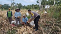 Bhabinkamtibmas Desa Ta’a Dampingi Petani Panen Jagung: Wujud Dukungan untuk Ketahanan Pangan dan Kesejahteraan Warga