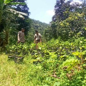 Polisi Bantu Warga Tanam Sayur, Ketahanan Pangan Meningkat di Batulayar
